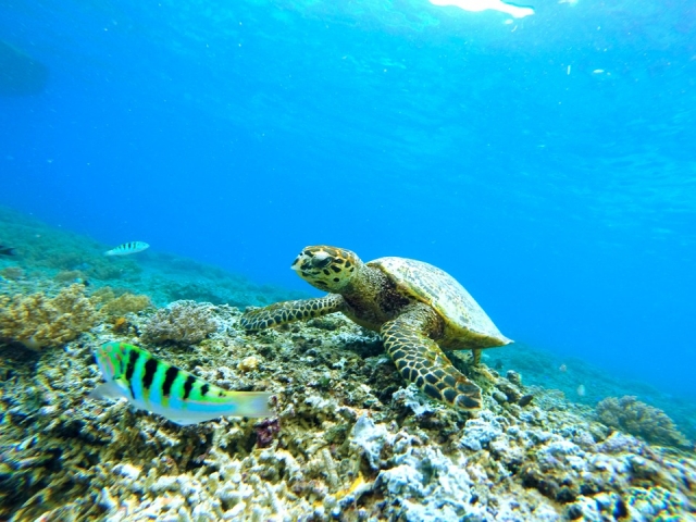 bajo el mar